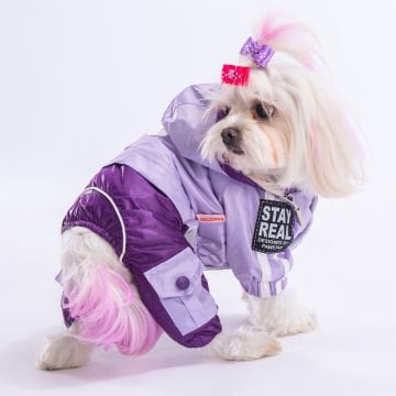 PawStar Lila Mor Bicolor Tulum Yağmurluk Küçük ve Orta Irk