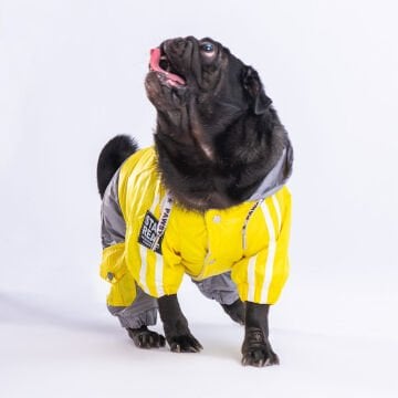 PawStar Sarı Gri Bicolor Tulum Yağmurluk Küçük ve Orta Irk