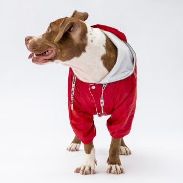 PawStar Kırmızı Muson Büyük Irk Yağmurluk