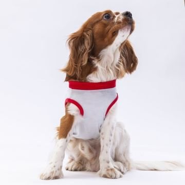 PawStar Gri Summer Time T-Shirt