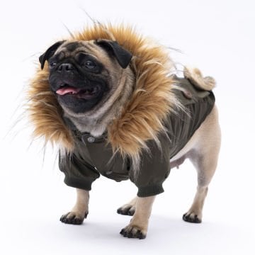 PawStar Haki Charles Yağmurluk Küçük ve Orta Irk