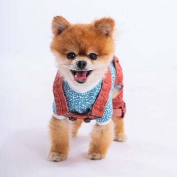 PawStar Kırmızı 2'li Denim Salopet Küçük ve Orta Irk Tulum