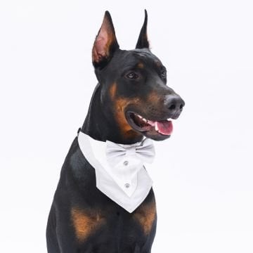 PawStar Gri Smokin Fular