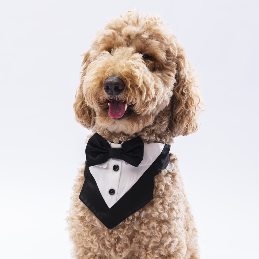 PawStar Gri Smokin Fular Size 2