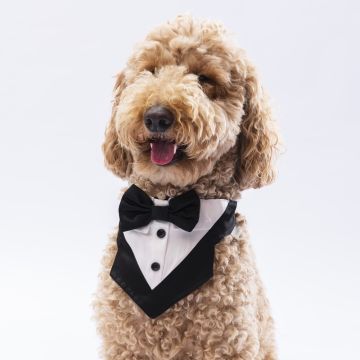 PawStar Gri Smokin Fular Size 2