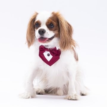 PawStar Bordo Smokin Fular