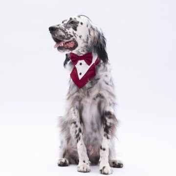 PawStar Bordo Smokin Fular