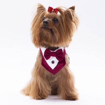 PawStar Bordo Smokin Fular Size 1