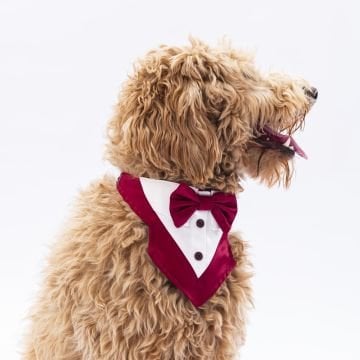 PawStar Bordo Smokin Fular