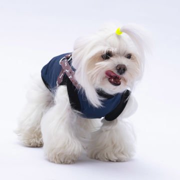 PawStar  Gri Lacivert Nuuk Kolsuz Yelek Yağmurluk Küçük ve Orta Irk