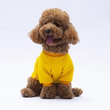 PawStar Sarı Lahti Sweat Küçük ve Orta Irk