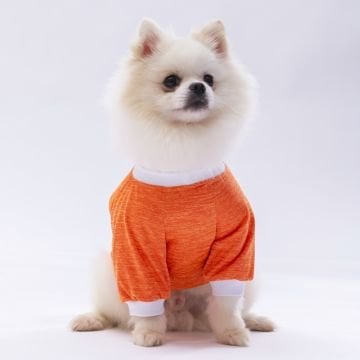 PawStar Turuncu Dude Küçük Irk Sweat