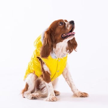 PawStar Sarı Light Wave Yelek Küçük ve Orta Irk Yağmurluk