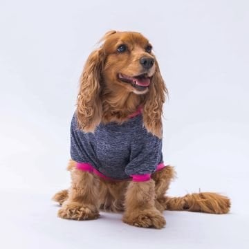 PawStar Antrasit Shine Küçük Irk Sweat