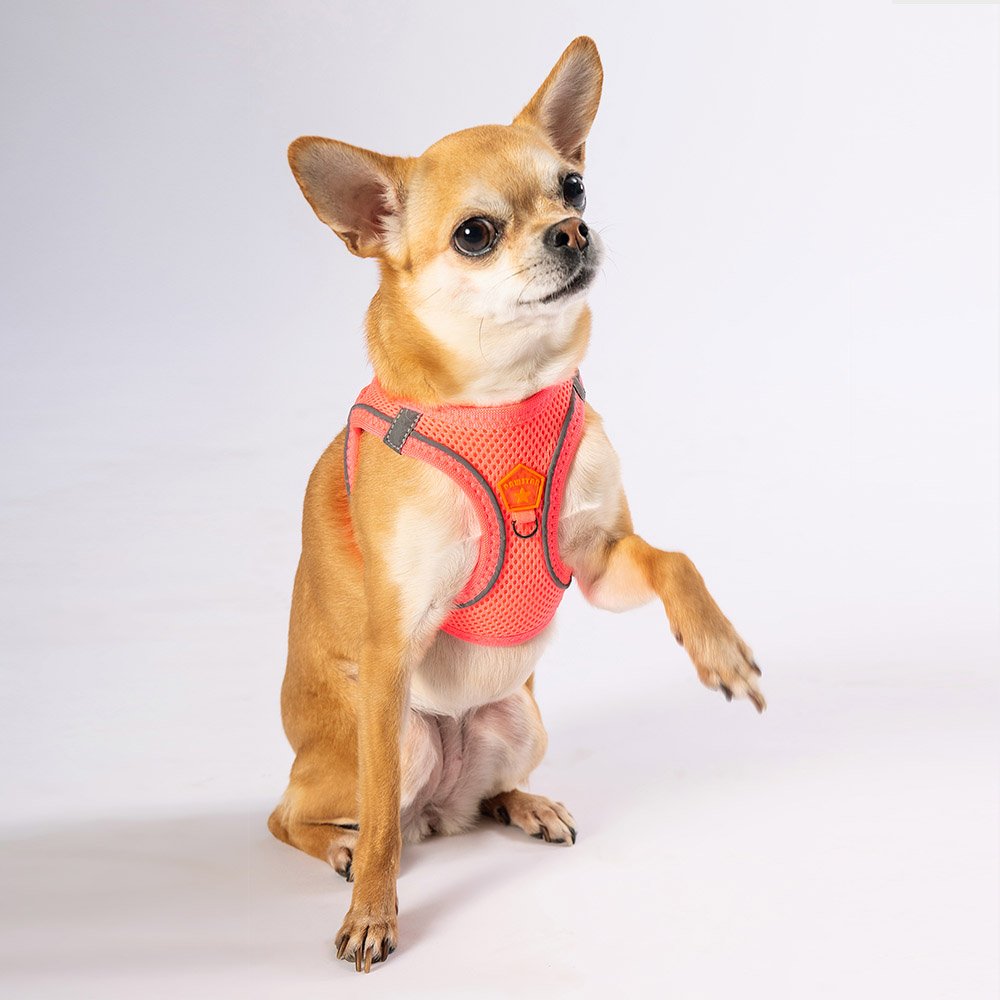 PawStar  Neon Pink - Neon Pembe Airmesh Köpek Göğüs Tasması
