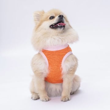 PawStar Turuncu Joy T-Shirt