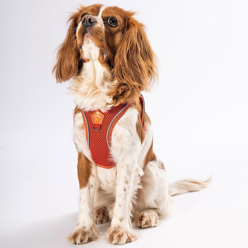 PawStar  Terracotta - Kiremit Airmesh Köpek Göğüs Tasması