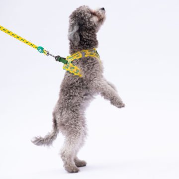 PawStar L16 Cactus Sevk Kayışı
