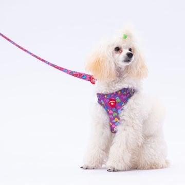 PawStar L23 Hearts Sevk Kayışı