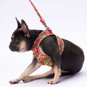 PawStar L24 Wow Sevk Kayışı