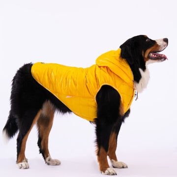 PawStar Sarı Railway Büyük Irk Yelek