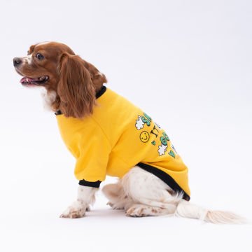 PawStar Sarı Loviisa Sweat Küçük ve Orta Irk