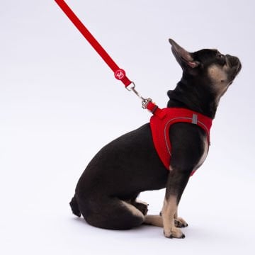 PawStar L05 Kırmızı Sevk Kayışı