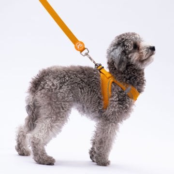 PawStar L07 Gold Sevk Kayışı