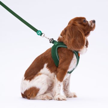 PawStar L08 Çam Yeşili Sevk Kayışı