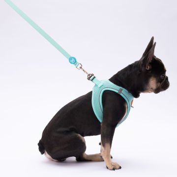 PawStar L09 Mint Sevk Kayışı