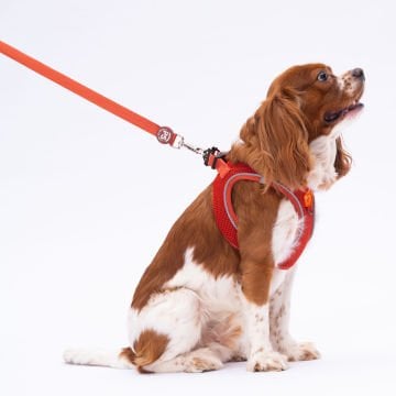 PawStar L11 Kiremit Sevk Kayışı