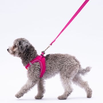 PawStar L12 Fuşya Sevk Kayışı