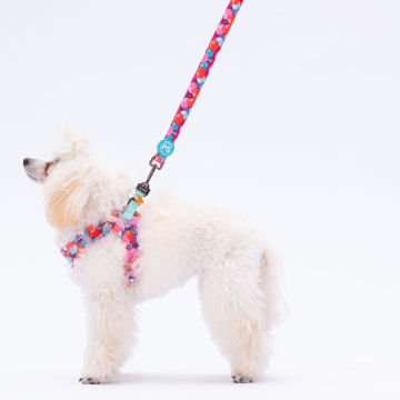 PawStar  Airmesh Balloons Göğüs Tasması