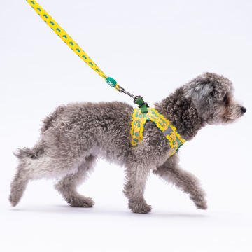 PawStar  Airmesh Cactus Göğüs Tasması