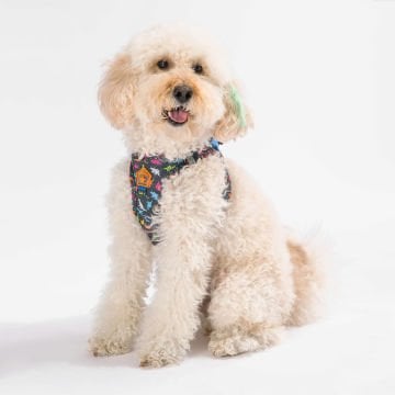 PawStar  Airmesh Dino Göğüs Tasması