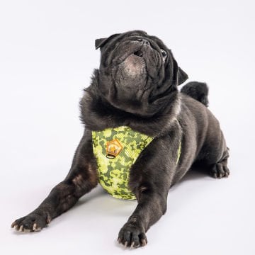 PawStar  Airmesh GreeNossa Göğüs Tasması