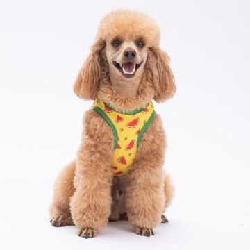 PawStar Watermelon T-Shirt Küçük Irk