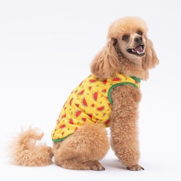 PawStar Watermelon T-Shirt Küçük Irk