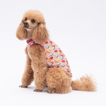 PawStar Macarons T-Shirt Küçük Irk