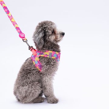 PawStar  Airmesh Rose Camouflage Göğüs Tasması