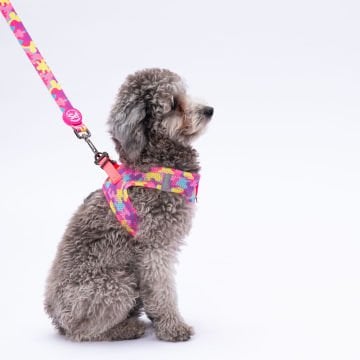 PawStar  Airmesh Rose Camouflage Göğüs Tasması