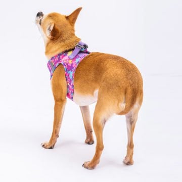 PawStar  Airmesh Rose Camouflage Göğüs Tasması