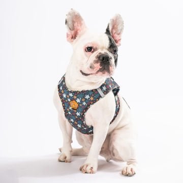 PawStar  Airmesh Stallae Göğüs Tasması