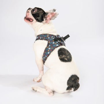 PawStar  Airmesh Stallae Göğüs Tasması