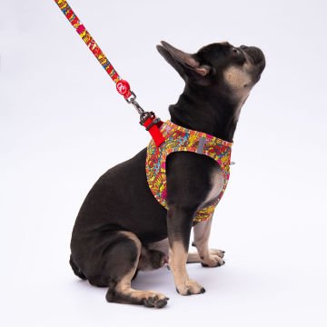 PawStar  Airmesh Wow Göğüs Tasması